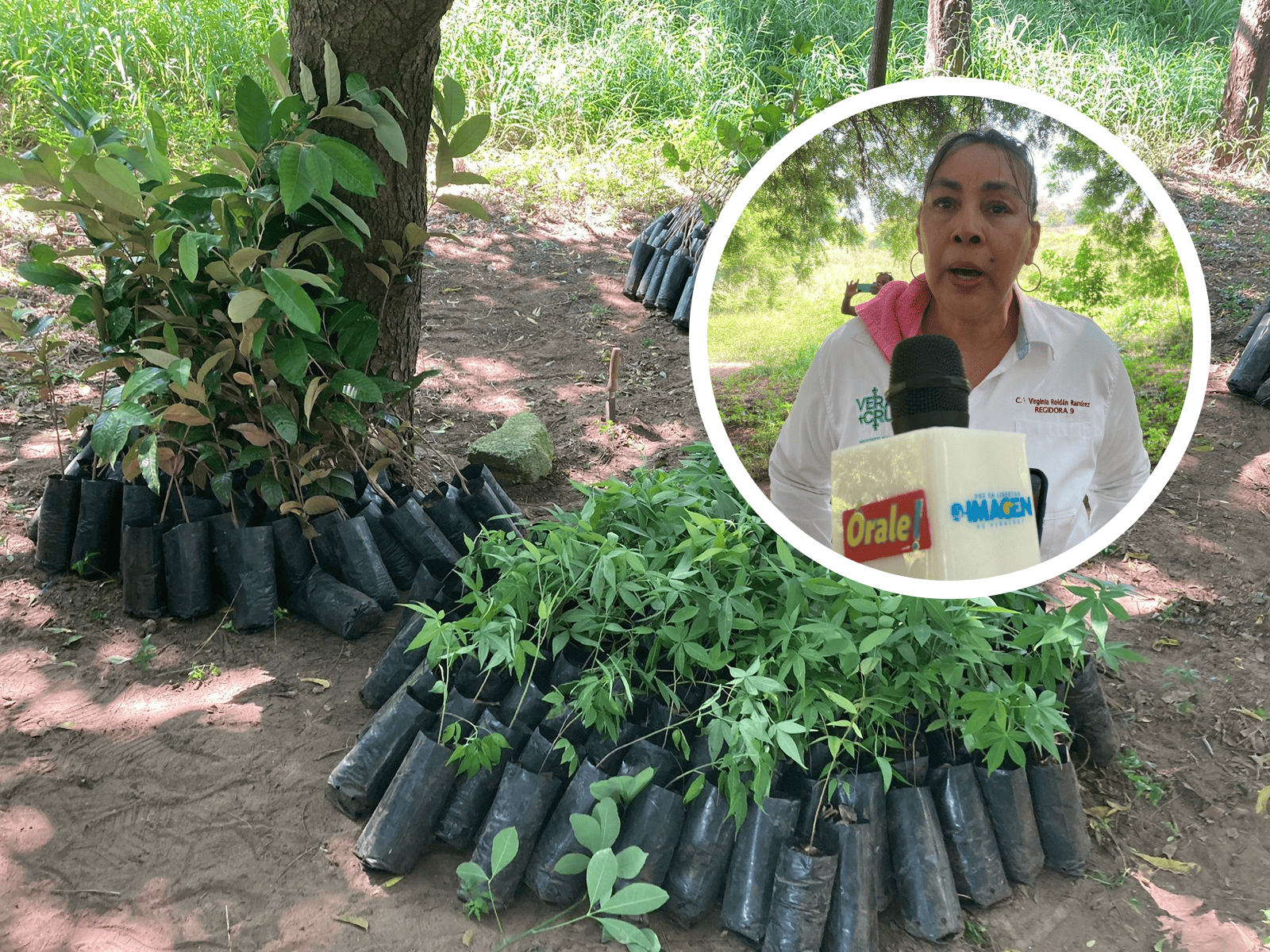 Siembran 400 árboles de diversas especies para restaurar Laguna El Encanto, en Veracruz