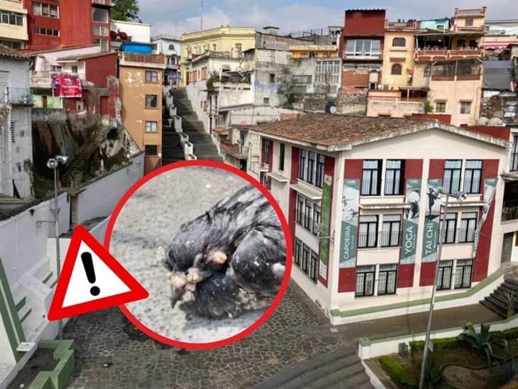 Palomas enfermas en el Barrio Xallitic ¿Un foco de infección?