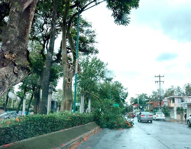 Frente frío derriba rama de árbol en avenida de Xalapa