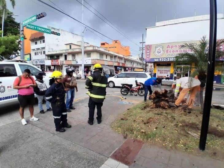 Árbol en Veracruz casi aplasta a motociclista