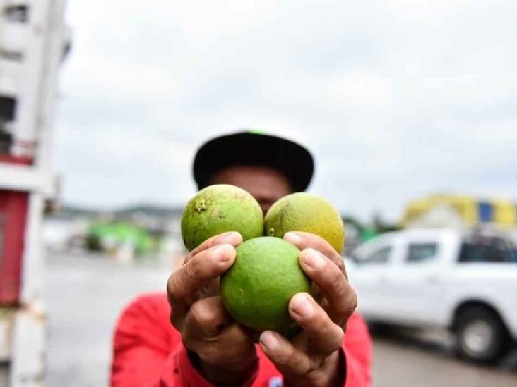 Urgen recursos contra plaga de dragón amarillo en norte de Veracruz