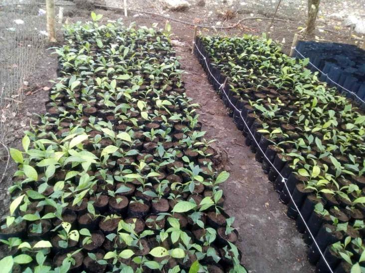 Entregan plantas a cafetaleros de 12 comunidades de Zongolica