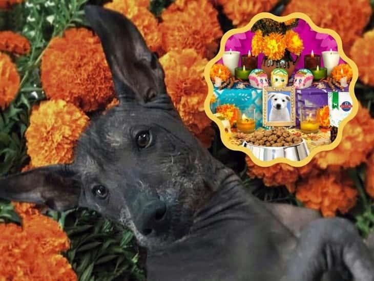 Día de muertos 2023: ¿Cuándo se pone el altar para mascotas?