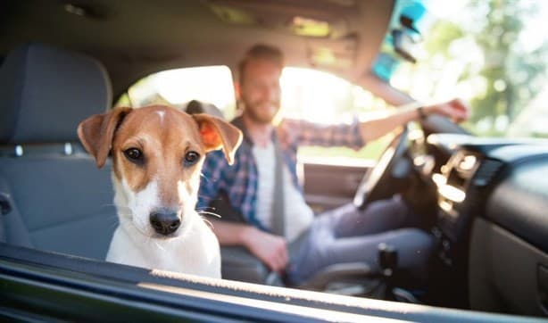 ¿Tránsito de Veracruz te puede multar por llevar a tu perro mientras manejas?