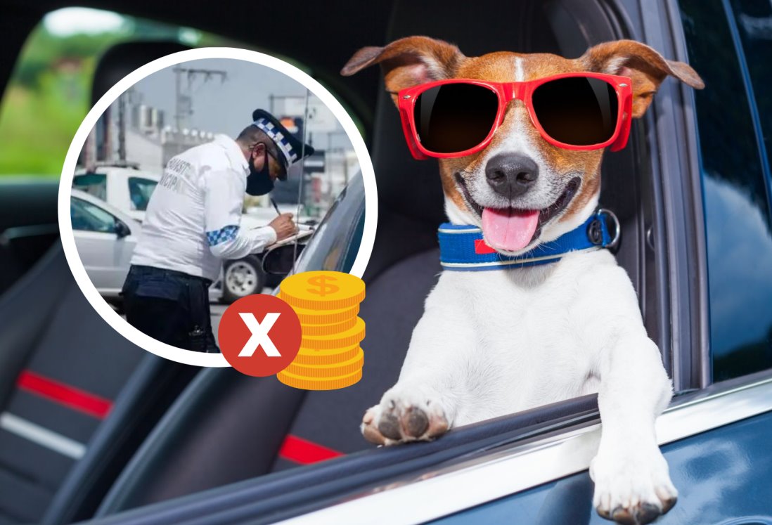 ¿Tránsito de Veracruz te puede multar por llevar a tu perro mientras manejas?