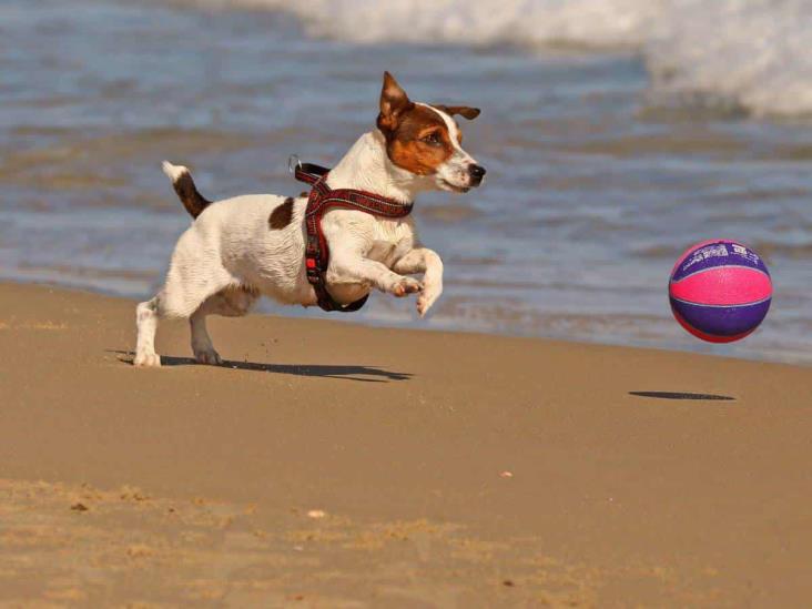 Consejos para llevar a tu perro a la playa