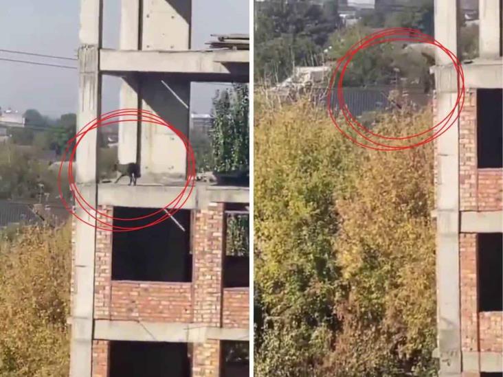 Perro salta de un quinto piso y vive para contarlo; ¿real o fake? (+Video)