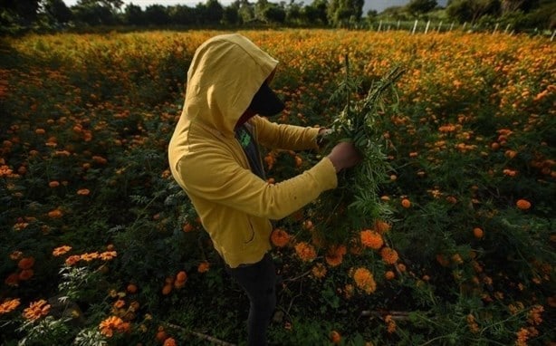 Sequía y estiaje golpean a la producción de cempasúchil en Veracruz