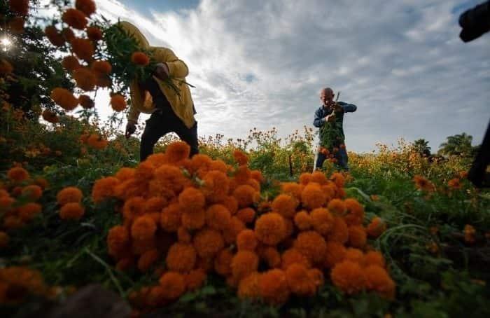 Sequía y estiaje golpean a la producción de cempasúchil en Veracruz