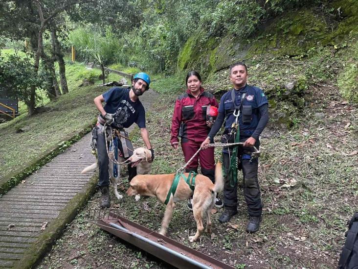 Rescatan a perros abandonados en Orizaba; casi se ahogan