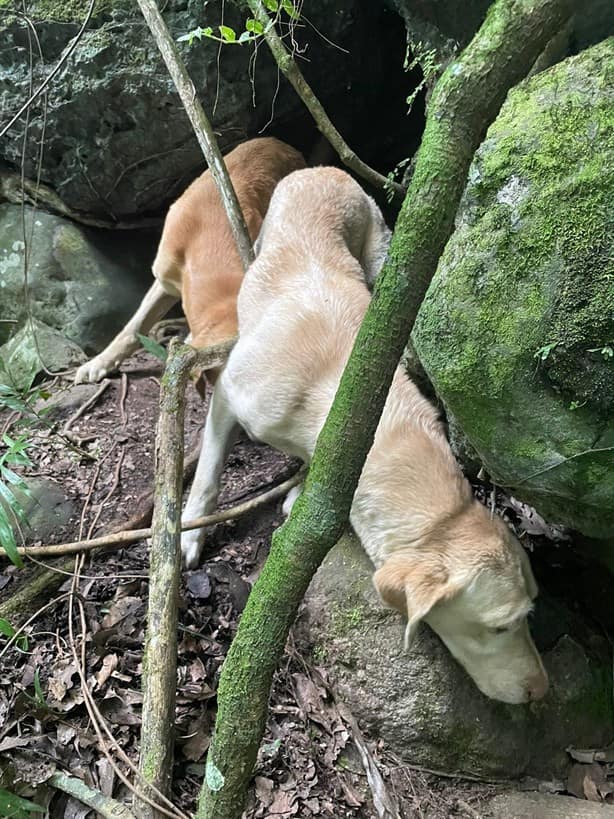 Rescatan a perros abandonados en Orizaba; casi se ahogan