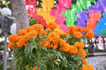 Sequía afecta producción de Cempasúchil en Veracruz previo a Día de Muertos