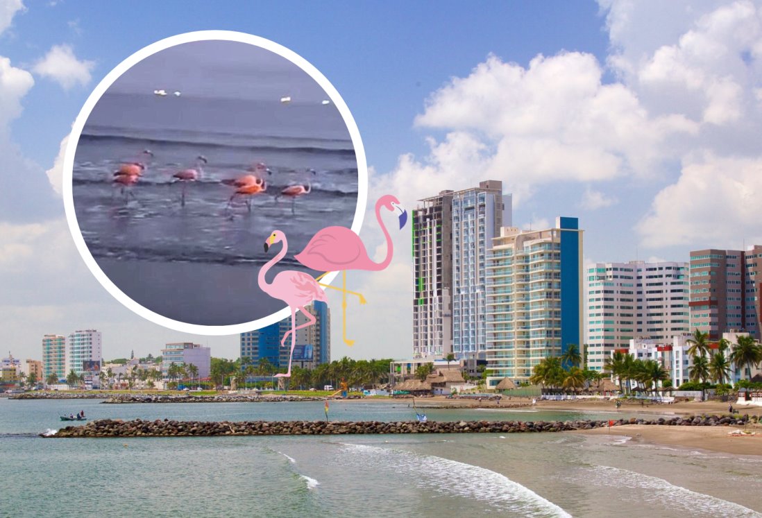 Avistan flamingos en playa de Boca del Río, Veracruz |VIDEO