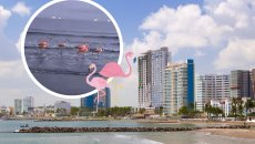 Avistan flamingos en playa de Boca del Río, Veracruz |VIDEO