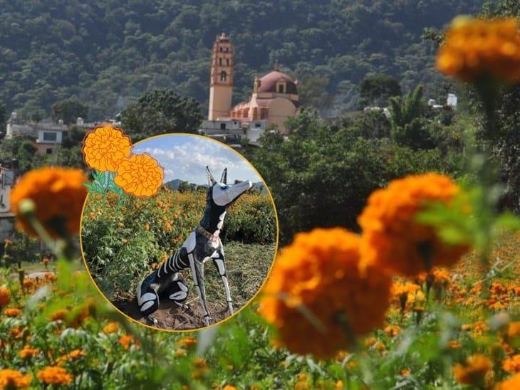 Paxtepec, el pueblito cerca de Xalapa con campos de cempasúchil ¿Cómo llegar? 