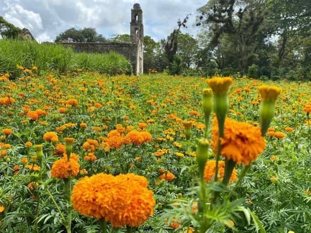 Paxtepec, el pueblito cerca de Xalapa con campos de cempasúchil ¿Cómo llegar? 