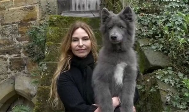 Blue bay shepherd: así se creó la nueva raza de perro-lobo más amigable que nunca