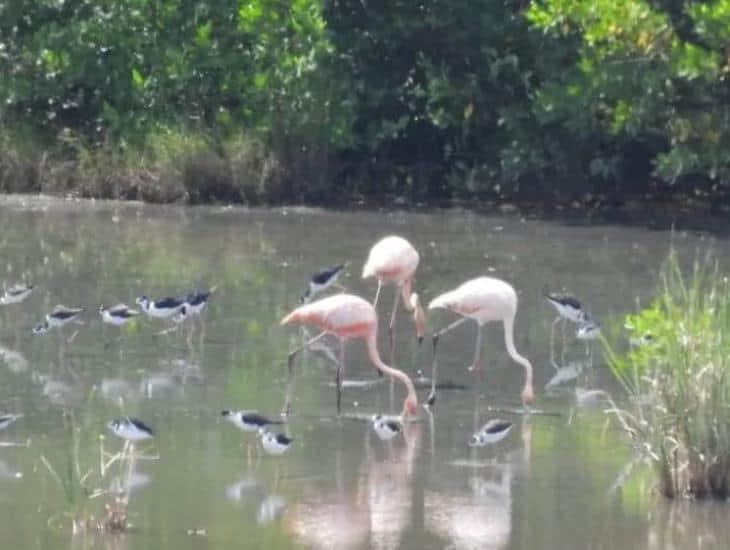Flamingos aparecen en Mandinga, serían los que captaron en Boca del Río |VIDEO