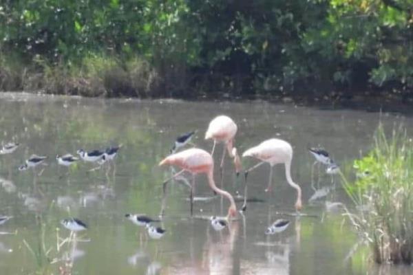Flamingos aparecen en Mandinga, serían los que captaron en Boca del Río |VIDEO