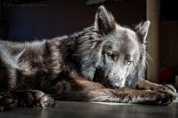 Blue bay shepherd: así se creó la nueva raza de perro-lobo más amigable que nunca