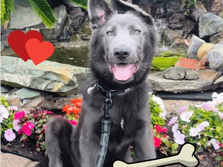 Blue bay shepherd: así se creó la nueva raza de perro-lobo más amigable que nunca