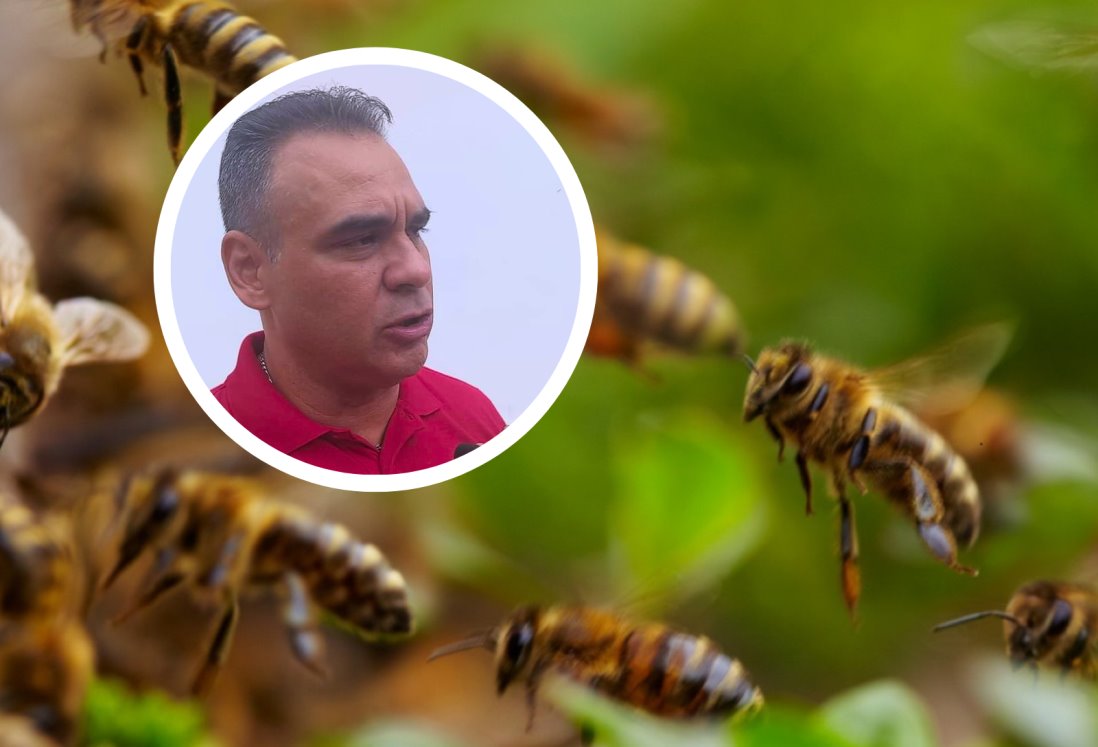 PC exhorta a no destruir enjambres de abejas en panteones de Veracruz