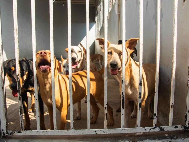 Urge fiscalía especializada contra maltrato animal en Poza Rica