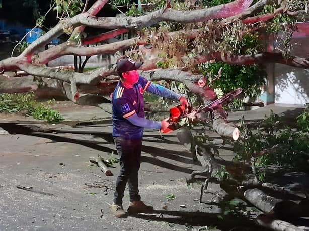 Fuertes vientos derriban un gran árbol en el fraccionamiento Floresta en Veracruz