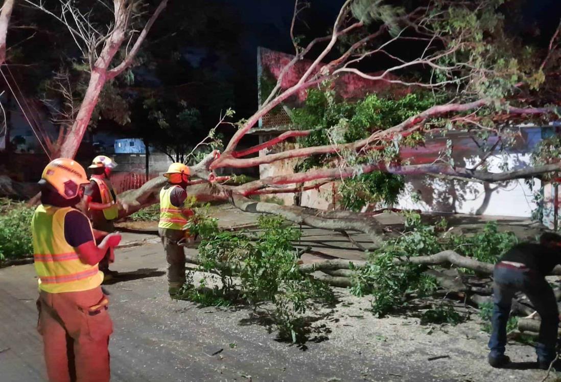 Fuertes vientos derriban un gran árbol en el fraccionamiento Floresta en Veracruz