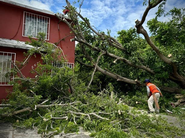 Cae árbol sobre casa en el Infonavit Los Volcanes, en Veracruz | VIDEO