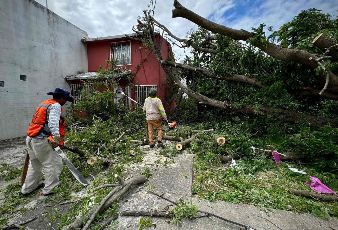 Cae árbol sobre casa en el Infonavit Los Volcanes, en Veracruz | VIDEO