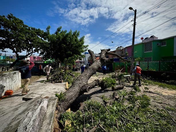 Norte violento derriba árboles en El Coyol, en Veracruz | VIDEO