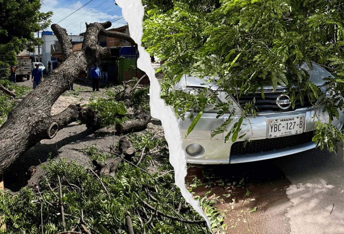 Norte violento derriba árboles en El Coyol, en Veracruz | VIDEO