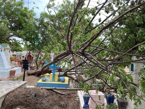 Derriba norte árboles en el panteón Jardín de Veracruz