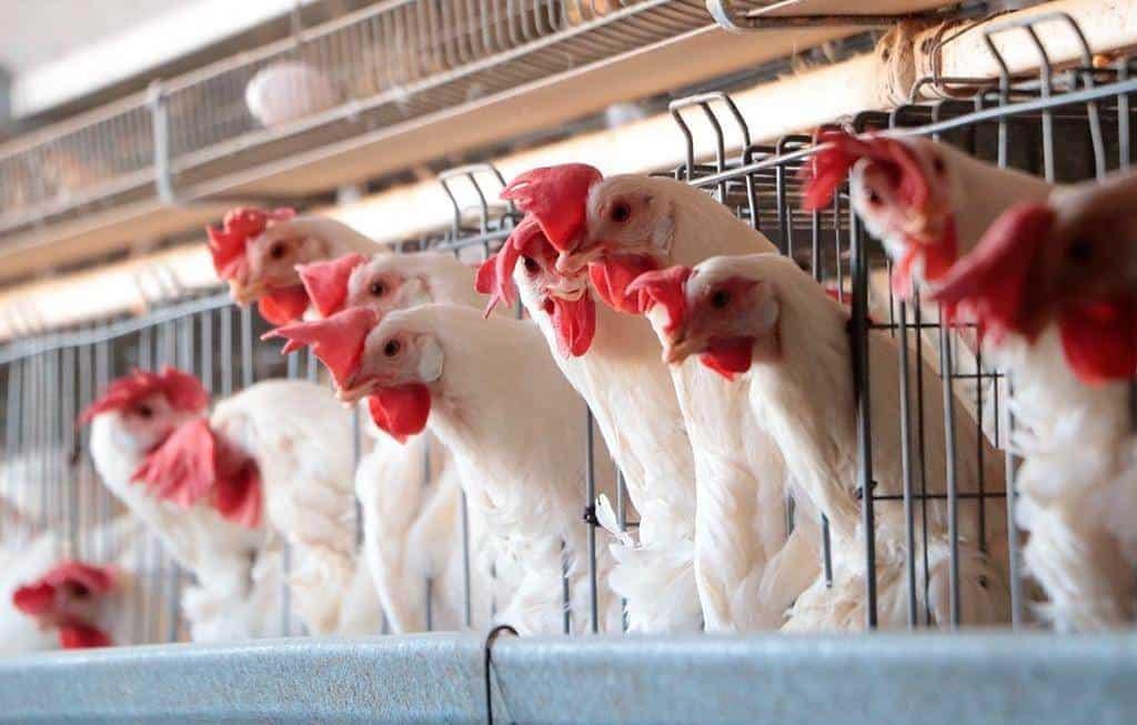 Gripe aviar en México: ¿Es seguro el consumo de huevos y pollo? Esto sabemos