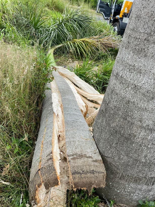 Auto choca contra palmera en Dos Ríos, sobre la carretera federal