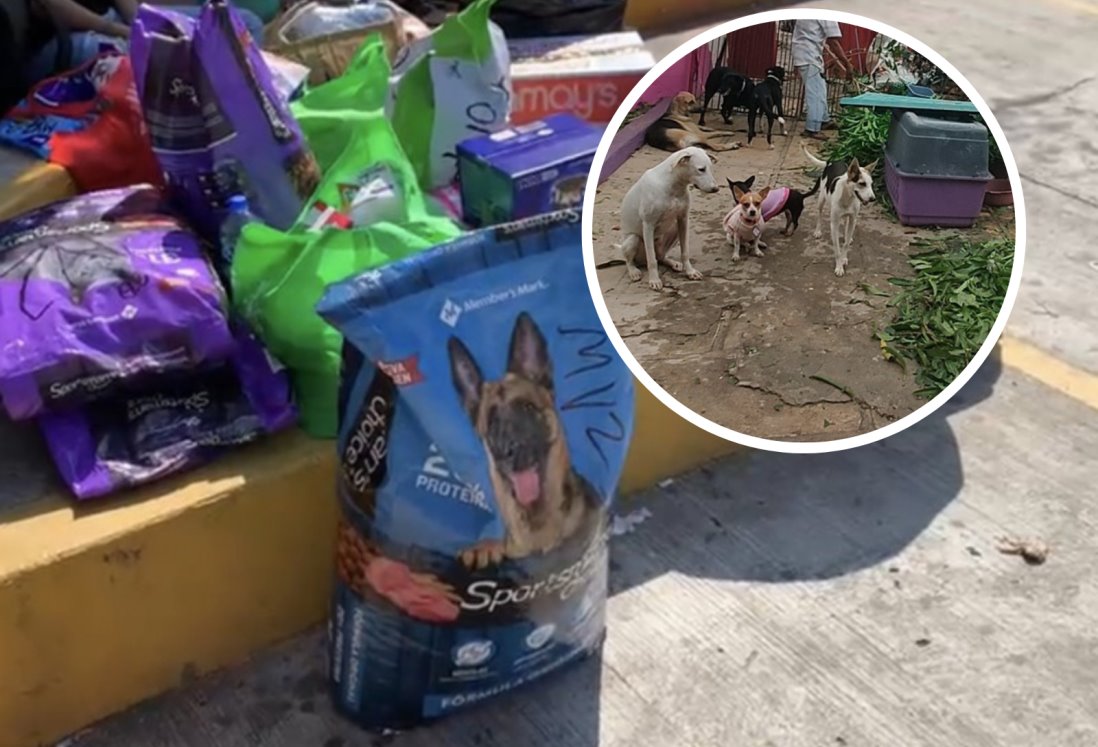 Instalan centros de acopio de alimento para perros y gatos damnificados en Acapulco en Veracruz