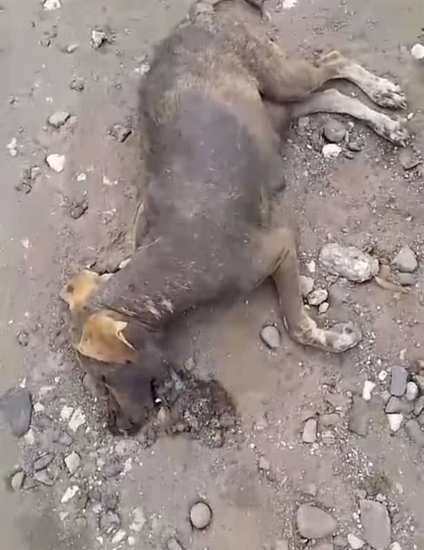 Envenenan perros y gatos en Soledad de Doblado