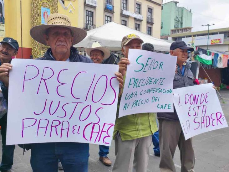 Crisis cafetalera en Coatepec: adelanta cosecha y precios en picada