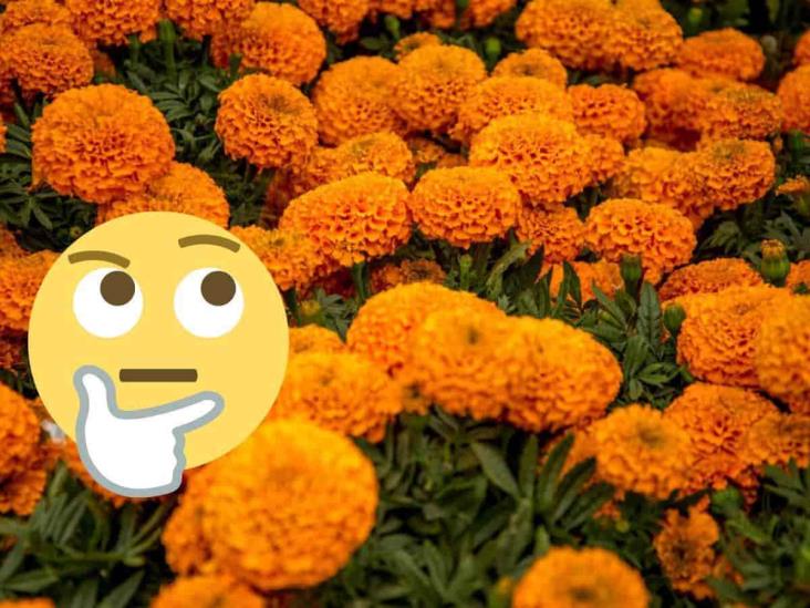 Flor de cempasúchil: ¿qué hacer con ellas después del Día de Muertos?