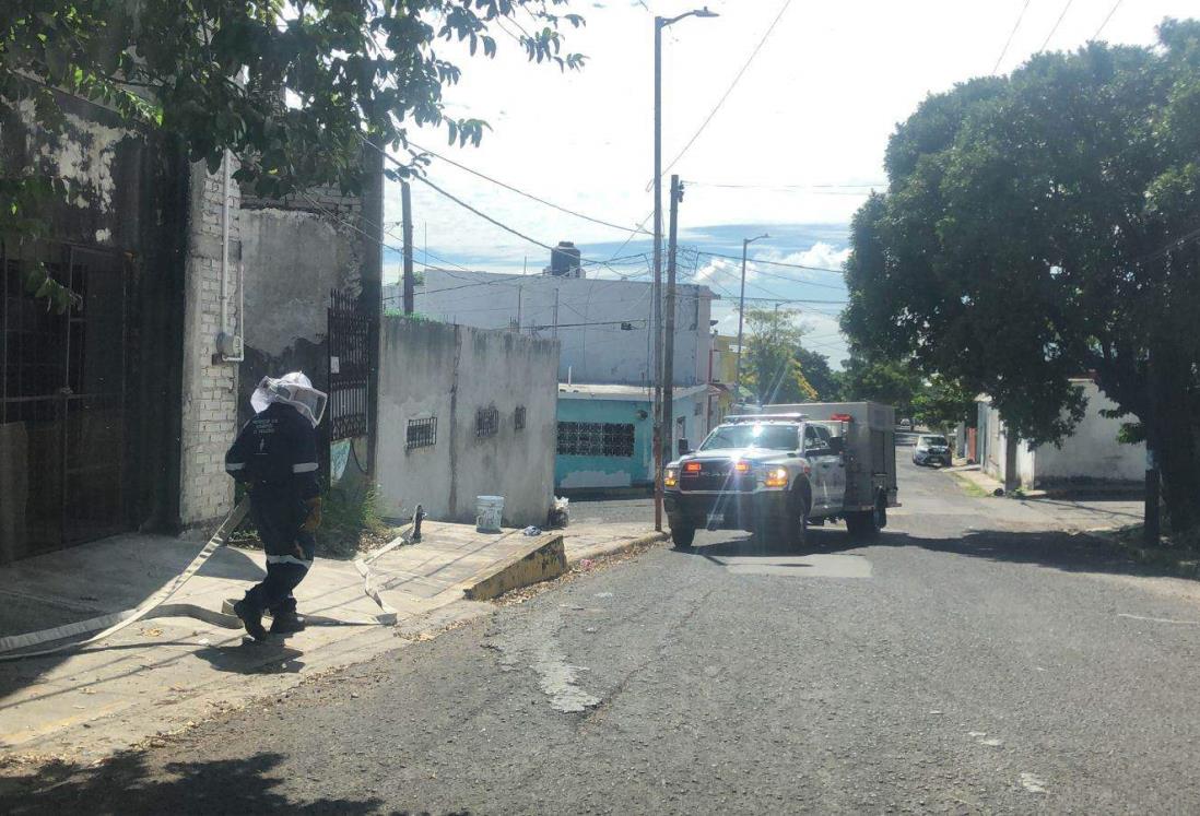 Abejas atacan a mujer en colonia Chapultepec, en Veracruz | VIDEO