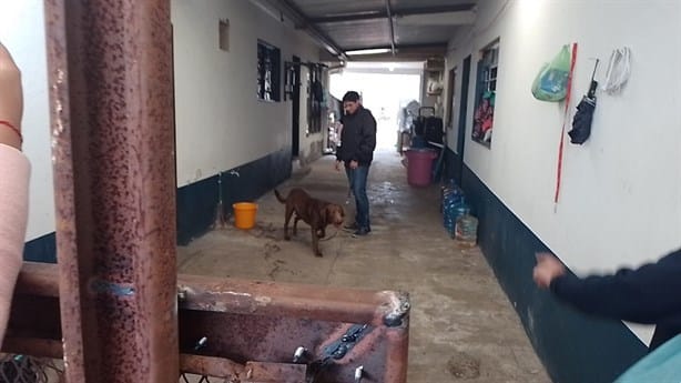 Goliat, perrito que iba a ser sacrificado, regresa a casa en Orizaba tras batalla legal (+Video)