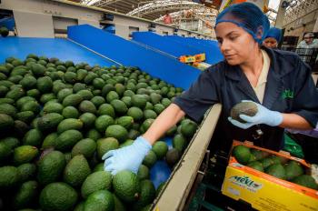 México es líder mundial en producción de alimentos ¿Sabes con qué productos?