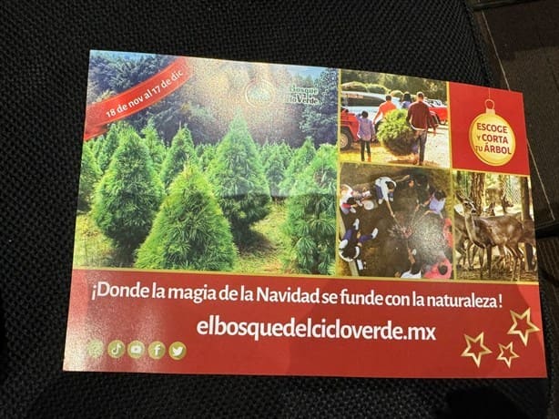 Promueven la compra de pinos de Navidad naturales en Veracruz