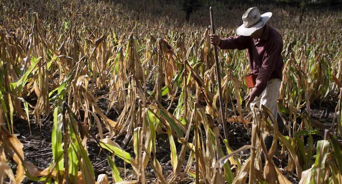 Sequías en Veracruz podrían ser más duras en 2024, alerta meteorólogo