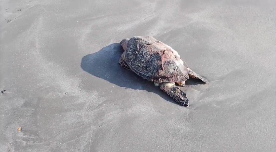 Redes de pesca, causantes de muertes de tortugas en Veracruz: Earth Mission