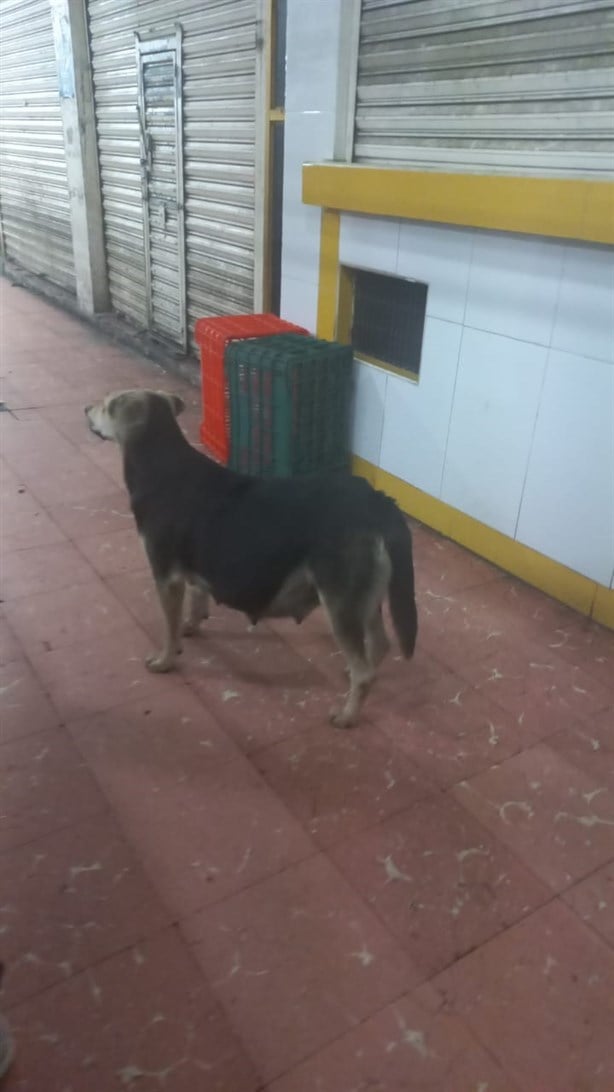 Con perro ‘Goliat’, activistas logran avances para evitar sacrificio de animales