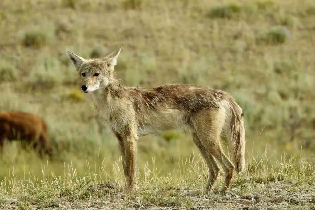 Se han visto varios Coyotes en Veracruz, ¿Atacan? Esto dice Earth Mission