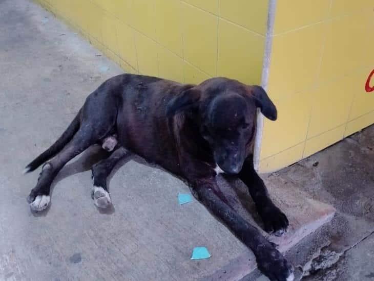 Ciudadanos de Soledad de Doblado piden ayuda para salvar a perro con tumor en la cabeza