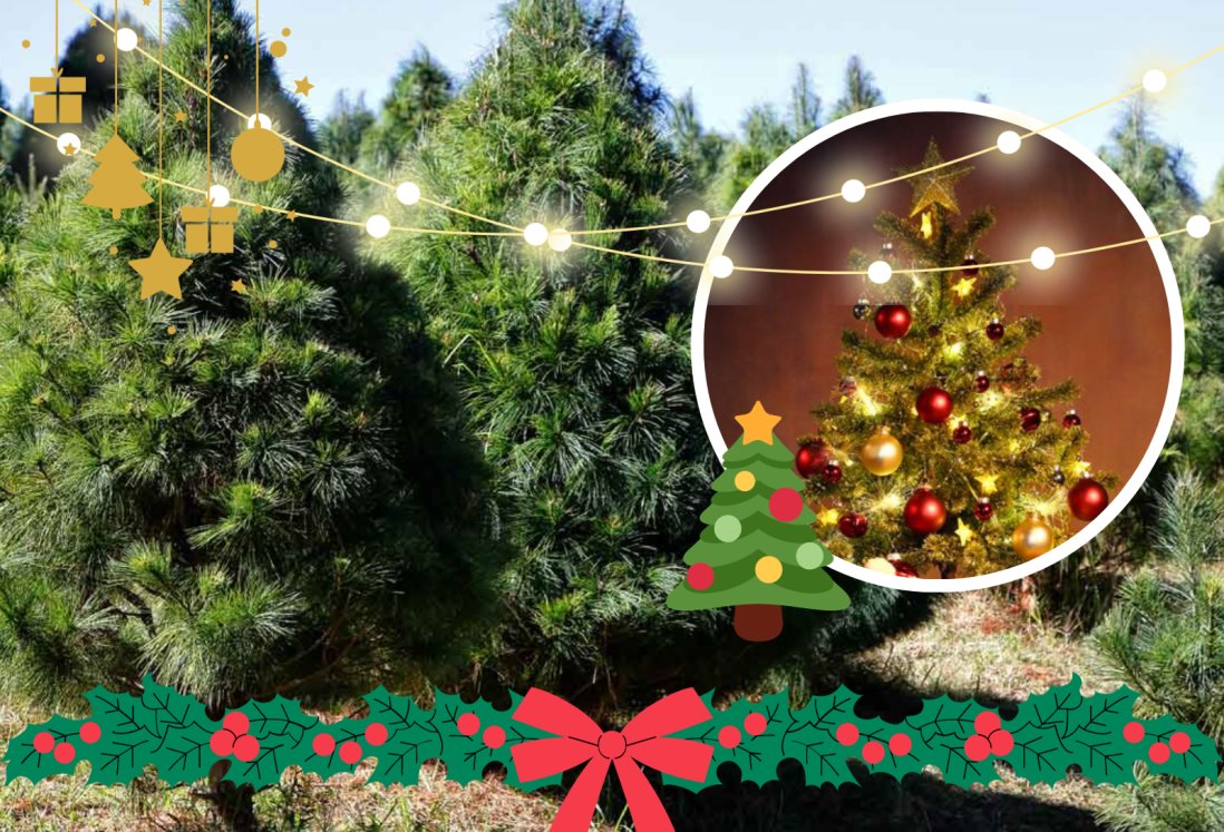 4 lugares en Veracruz para conseguir un árbol de Navidad natural bueno, bonito y barato